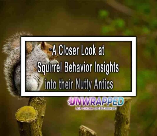 A Closer Look at Squirrel Behavior Insights into their Nutty Antics