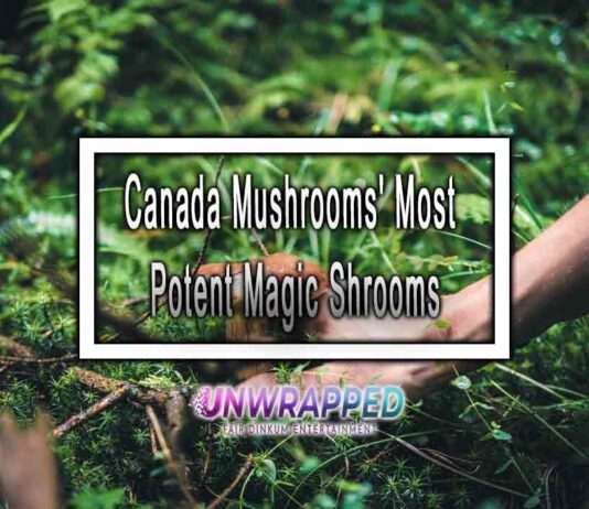 Canada Mushrooms' Most Potent Magic Shrooms