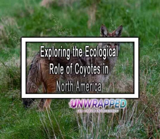 Exploring the Ecological Role of Coyotes in North America