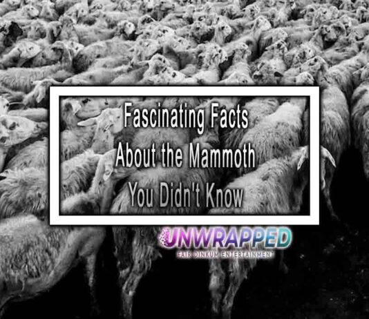 Fascinating Facts About the Mammoth You Didn’t Know