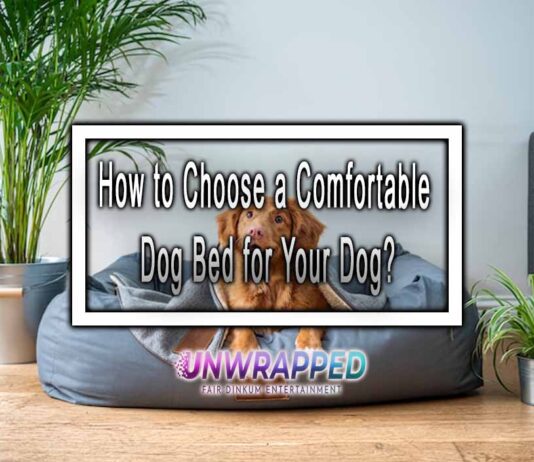 How to Choose a Comfortable Dog Bed for Your Dog?