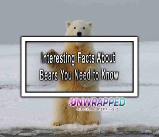 Interesting Facts About Bears You Need to Know