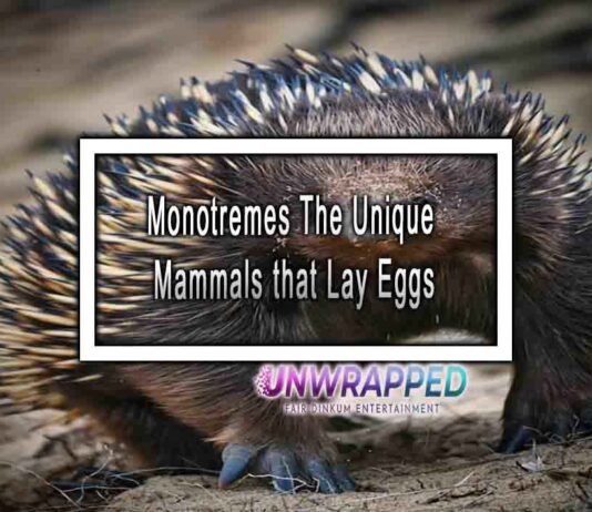 Monotremes The Unique Mammals that Lay Eggs