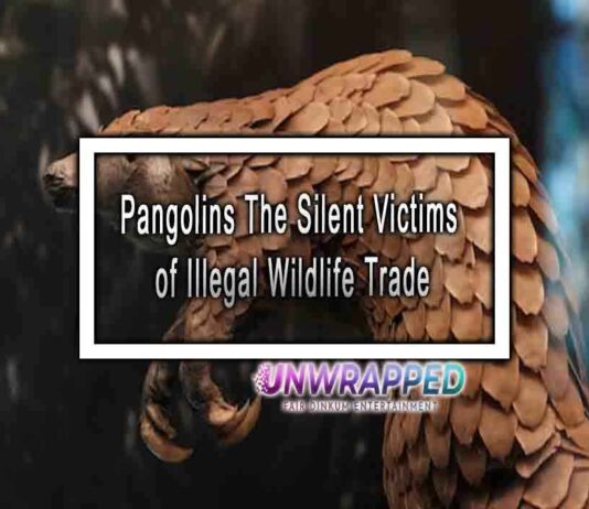 Pangolins The Silent Victims of Illegal Wildlife Trade