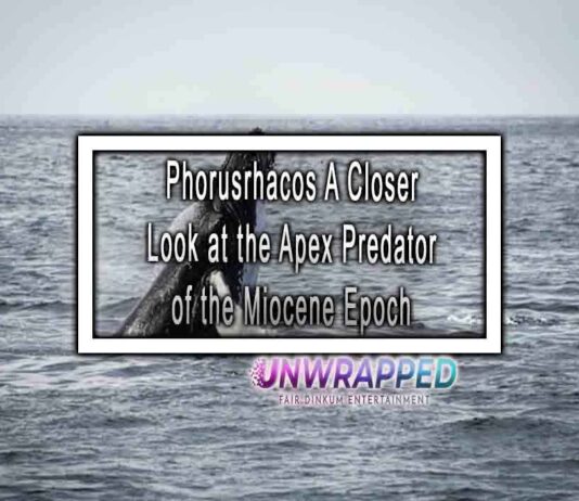 Phorusrhacos A Closer Look at the Apex Predator of the Miocene Epoch