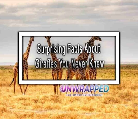 Surprising Facts About Giraffes You Never Knew