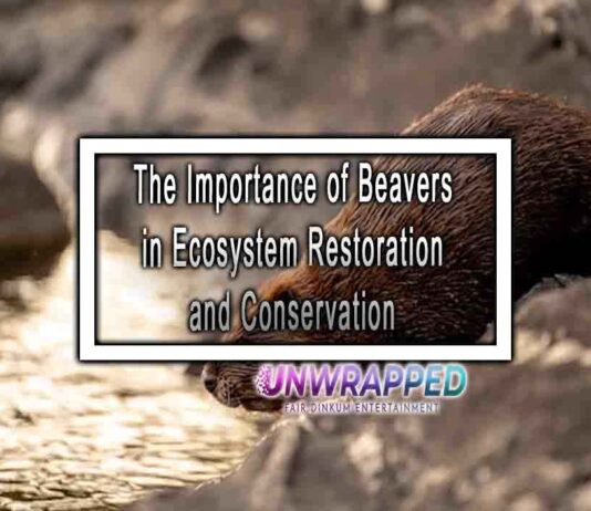 The Importance of Beavers in Ecosystem Restoration and Conservation