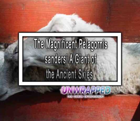 The Magnificent Pelagornis sandersi A Giant of the Ancient Skies
