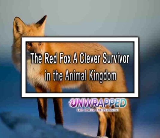 The Red Fox A Clever Survivor in the Animal Kingdom