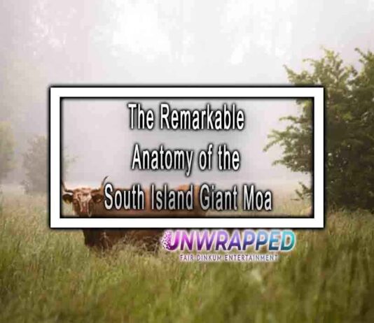 The Remarkable Anatomy of the South Island Giant Moa