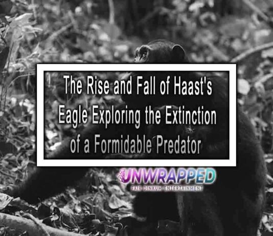 The Rise and Fall of Haast’s Eagle Exploring the Extinction of a Formidable Predator