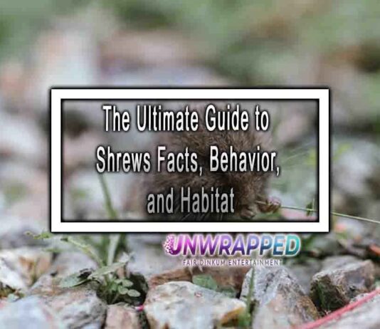 The Ultimate Guide to Shrews Facts, Behavior, and Habitat
