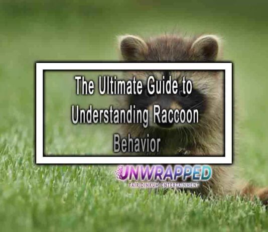 The Ultimate Guide to Understanding Raccoon Behavior