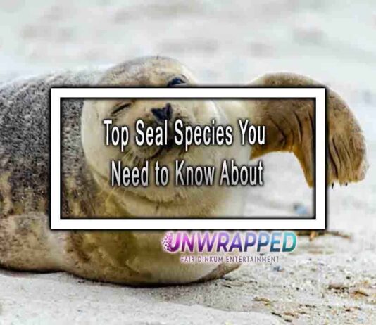 Top Seal Species You Need to Know About