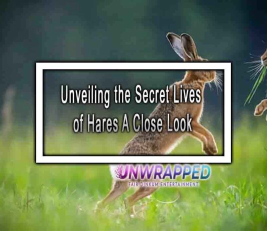 Unveiling the Secret Lives of Hares A Close Look