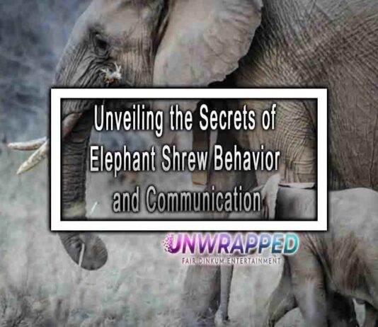 Unveiling the Secrets of Elephant Shrew Behavior and Communication
