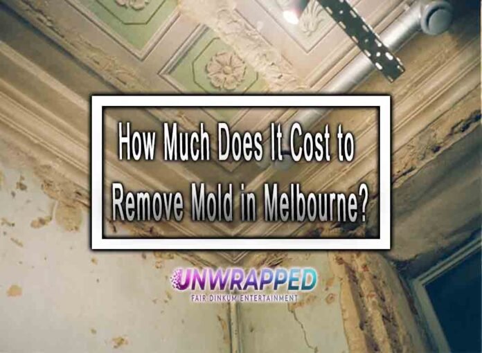 How Much Does It Cost to Remove Mold in Melbourne?