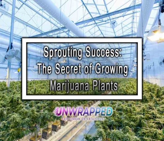 Sprouting Success: The Secret of Growing Marijuana Plants