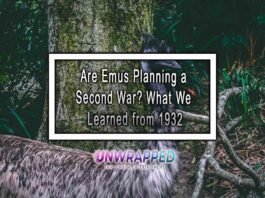 Are Emus Planning a Second War? What We Learned from 1932