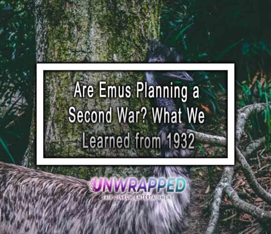 Are Emus Planning a Second War? What We Learned from 1932