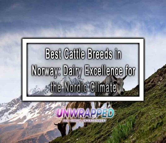 Best Cattle Breeds in Norway: Dairy Excellence for the Nordic Climate