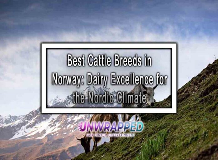 Best Cattle Breeds in Norway Dairy Excellence for the Nordic Climate Best Cattle Breeds in Norway: Dairy Excellence for the Nordic Climate