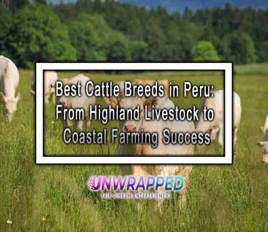 Best Cattle Breeds in Peru: From Highland Livestock to Coastal Farming Success