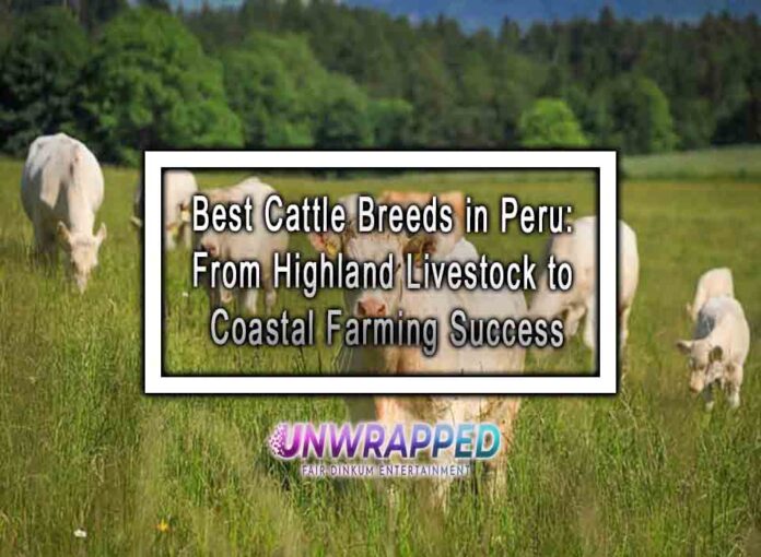 Best Cattle Breeds in Peru: From Highland Livestock to Coastal Farming Success