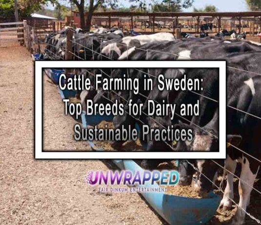 Cattle Farming in Sweden: Top Breeds for Dairy and Sustainable Practices