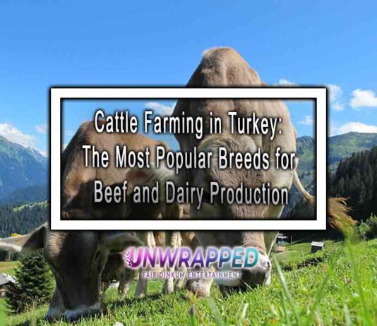Cattle Farming in Turkey: The Most Popular Breeds for Beef and Dairy Production