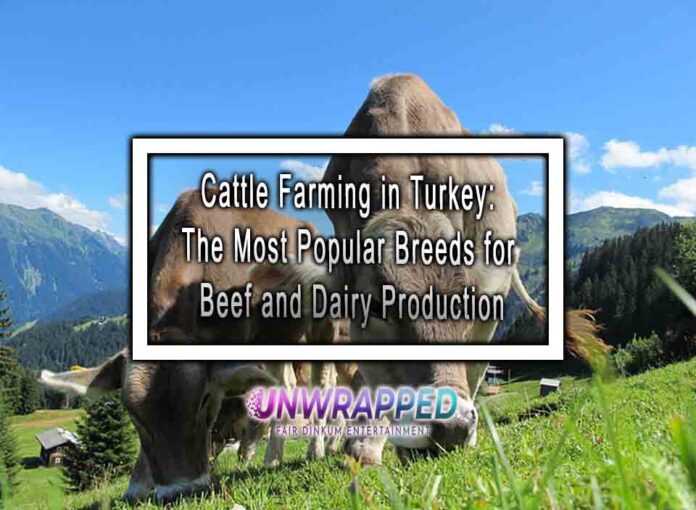 Cattle Farming in Turkey: The Most Popular Breeds for Beef and Dairy Production
