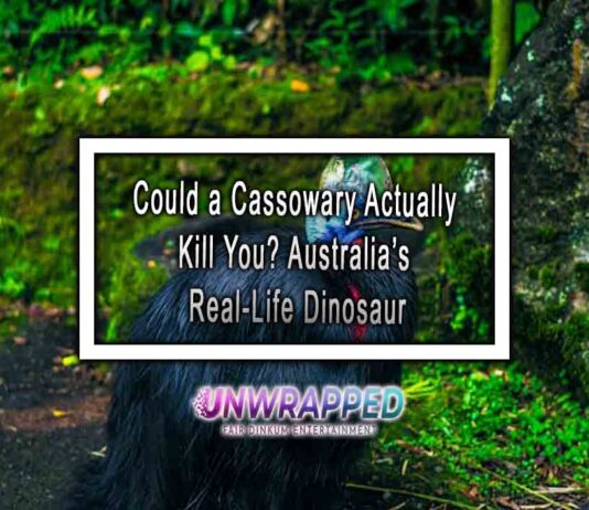 Could a Cassowary Actually Kill You? Australia’s Real-Life Dinosaur