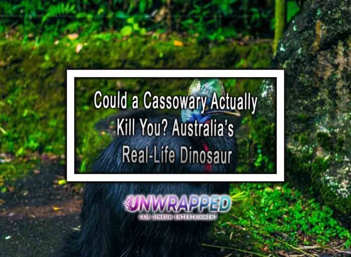 Could a Cassowary Actually Kill You? Australia’s Real-Life Dinosaur