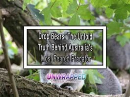 Drop Bears: The Untold Truth Behind Australia’s Most Feared Predator