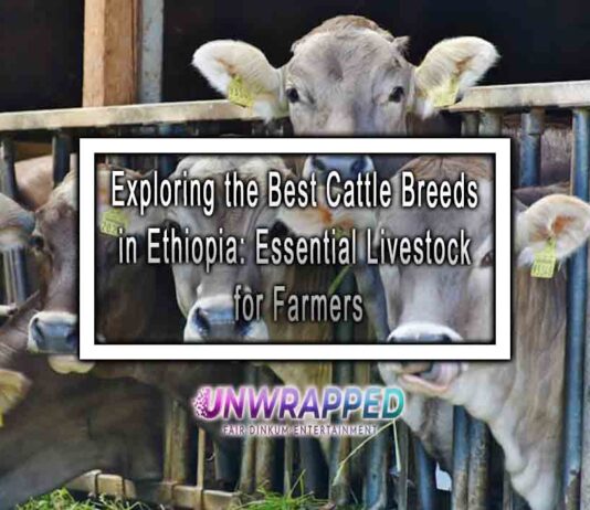 Exploring the Best Cattle Breeds in Ethiopia: Essential Livestock for Farmers