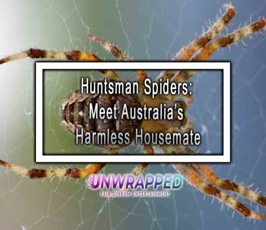 Huntsman Spiders: Meet Australia’s Harmless Housemate
