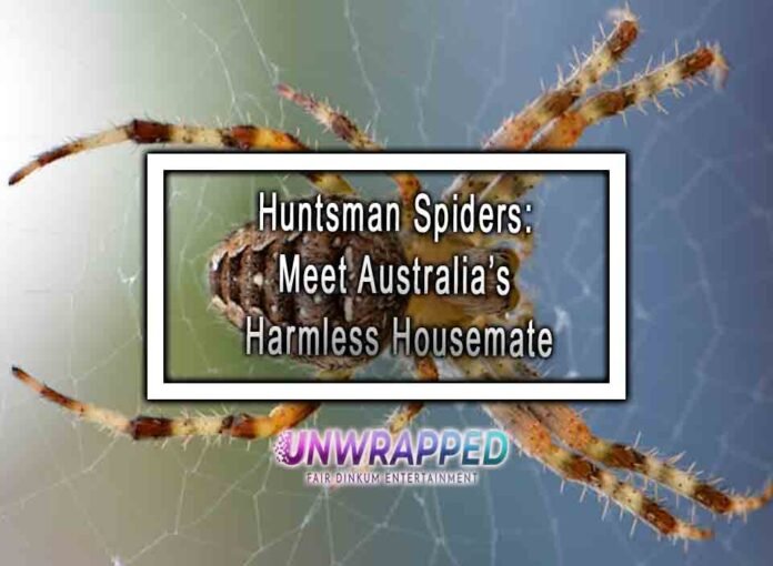 Huntsman Spiders: Meet Australia’s Harmless Housemate