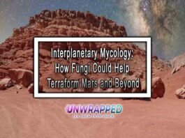 Interplanetary Mycology: How Fungi Could Help Terraform Mars and Beyond