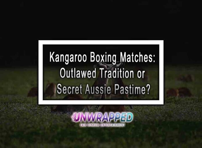 Kangaroo Boxing Matches: Outlawed Tradition or Secret Aussie Pastime?