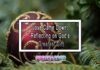 Love Came Down: Reflecting on God’s Greatest Gift Love Came Down: Reflecting on God’s Greatest Gift