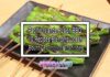 Pacific Islands Fusion BBQ: 10 Recipes Blending Ocean Bounty & Tropical Traditions Pacific Islands Fusion BBQ: 10 Recipes Blending Ocean Bounty & Tropical Traditions