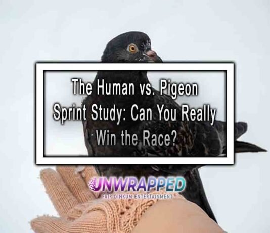 The Human vs. Pigeon Sprint Study: Can You Really Win the Race?