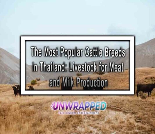 The Most Popular Cattle Breeds in Thailand: Livestock for Meat and Milk Production