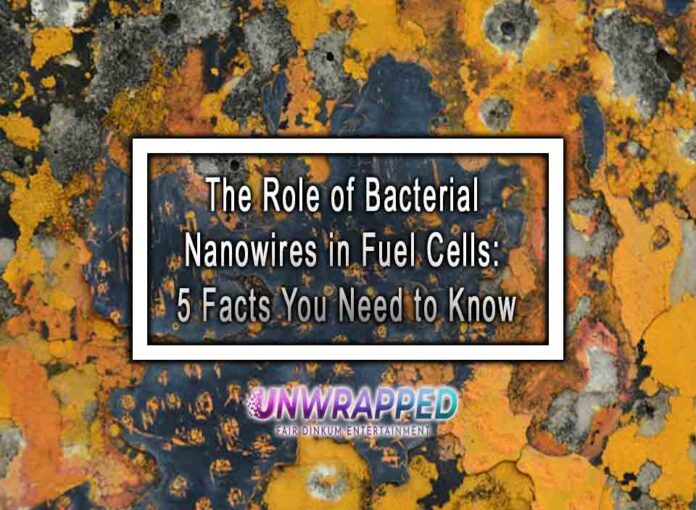 The Role of Bacterial Nanowires in Fuel Cells 5 Facts You Need to Know The Role of Bacterial Nanowires in Fuel Cells: 5 Facts You Need to Know