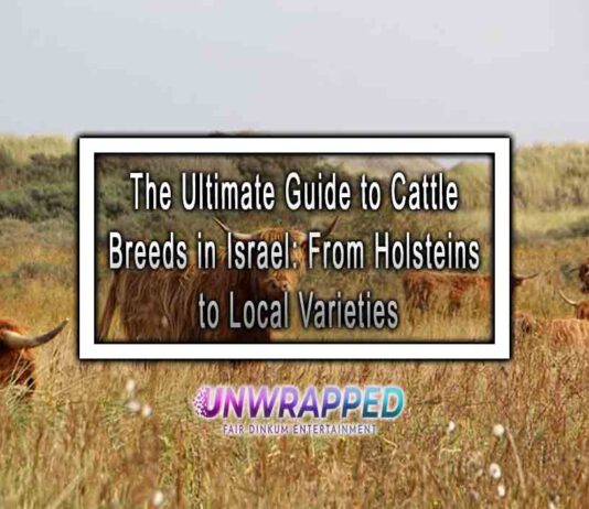 The Ultimate Guide to Cattle Breeds in Israel: From Holsteins to Local Varieties