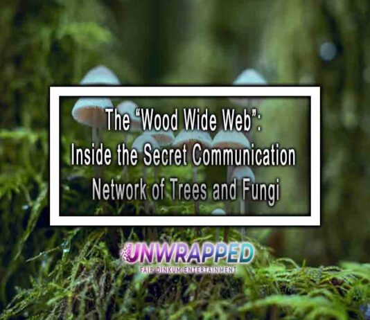 The “Wood Wide Web”: Inside the Secret Communication Network of Trees and Fungi