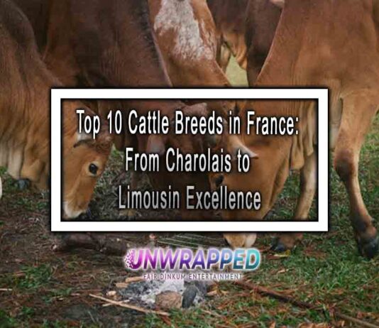 Top 10 Cattle Breeds in France: From Charolais to Limousin Excellence