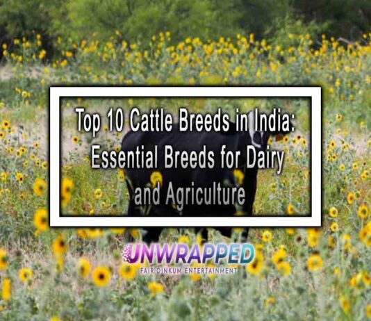 Top 10 Cattle Breeds in India: Essential Breeds for Dairy and Agriculture