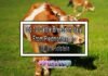 Top 10 Cattle Breeds in Italy: From Piedmontese to Italian Holstein