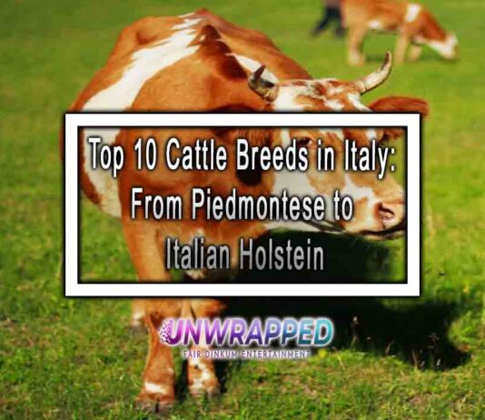 Top 10 Cattle Breeds in Italy: From Piedmontese to Italian Holstein